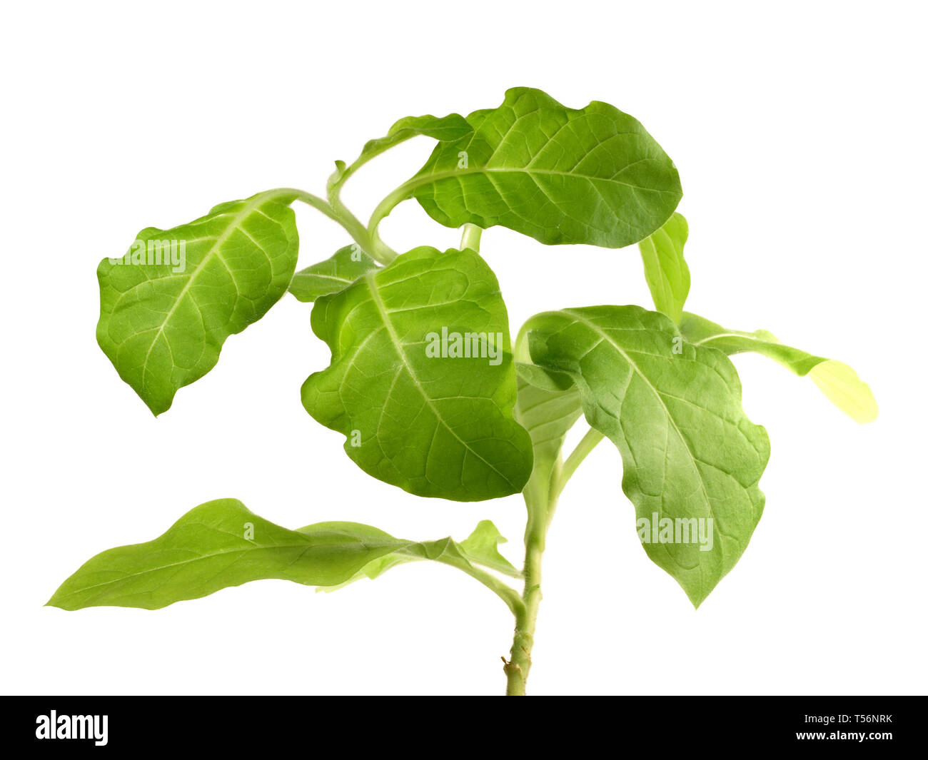Piccola di coltivazione di piante di tabacco Foto Stock