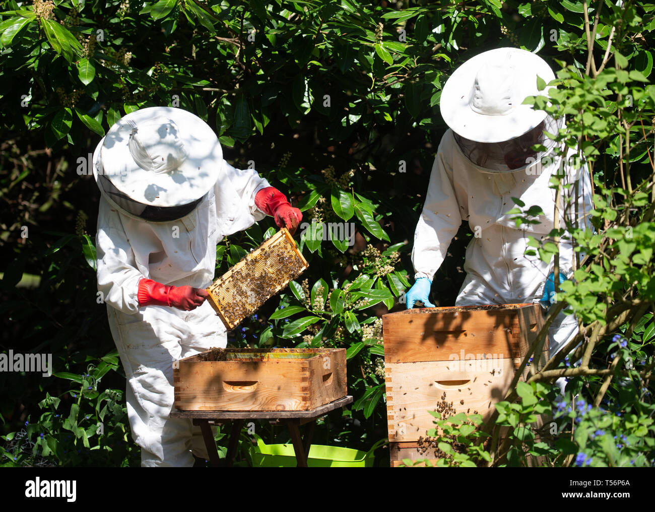 Gli apicoltori tendono a loro alveari a casa nel Suffolk, Inghilterra. Essi utilizzano il fumo per sedare delicatamente le api di calmare giù. Foto Stock