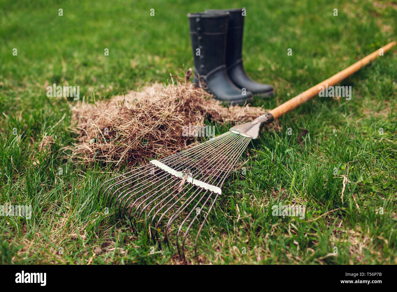 Pulizia di prato da erba secca con un rastrello nel giardino di primavera. Cumulo di erba con worker's stivali e attrezzo Foto Stock