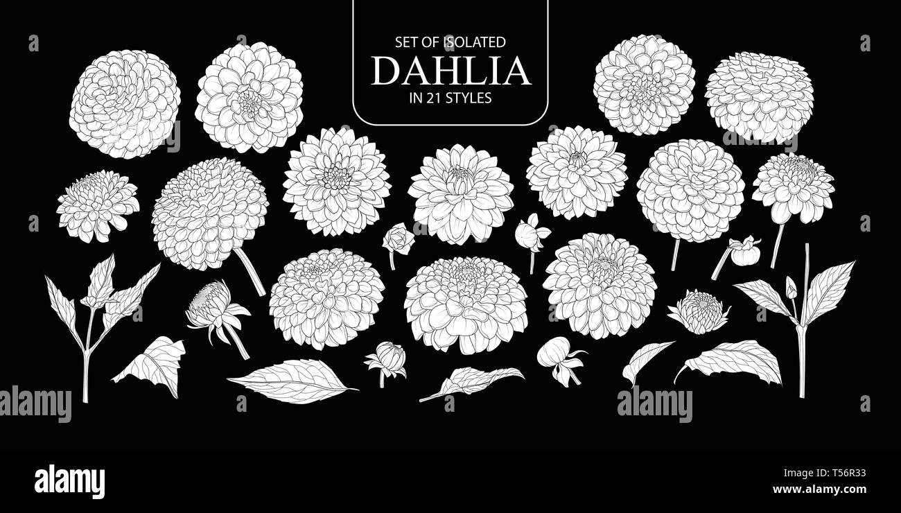 Set di isolato silhouette bianca Dahlia in 21 stili. Carino disegnato a mano fiore illustrazione vettoriale nel piano bianco senza contorno su sfondo nero. Illustrazione Vettoriale