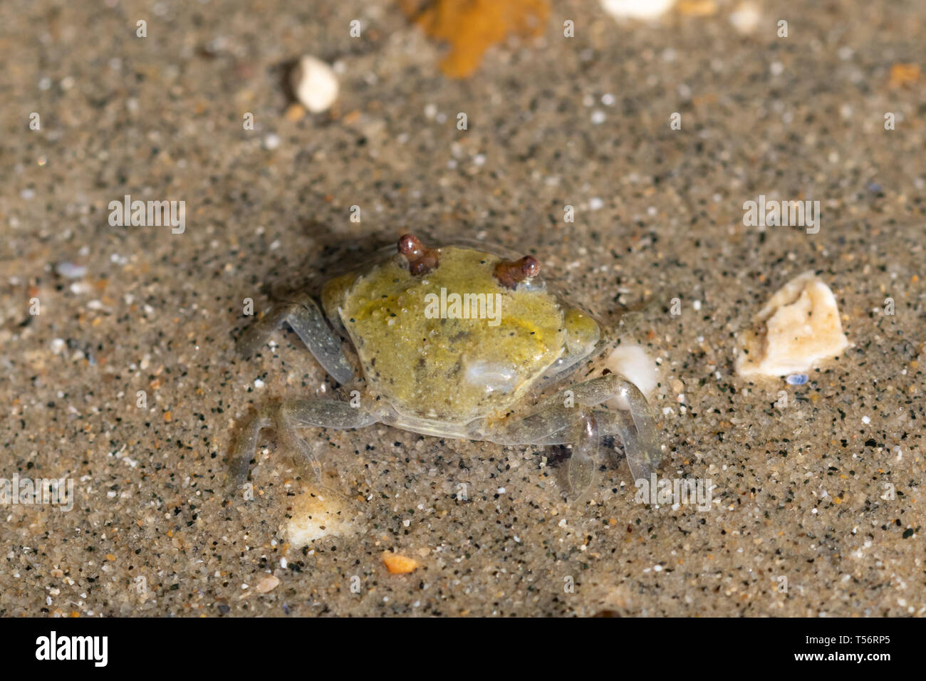 Shore crab (Carcinus maenas) in mare poco profondo e acqua a bassa marea, Testa Hill, Regno Unito Foto Stock