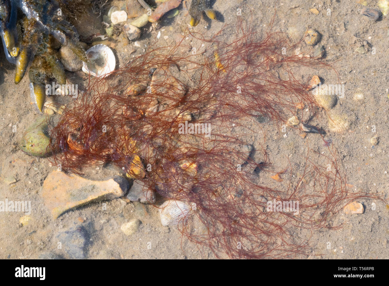 Mermaid i capelli di alghe in riva al mare, Regno Unito Foto Stock