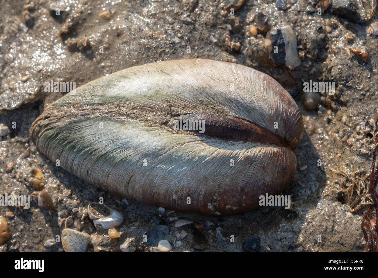 Una vongola, un molluschi bivalvi specie di fauna marina, su una spiaggia del Regno Unito Foto Stock