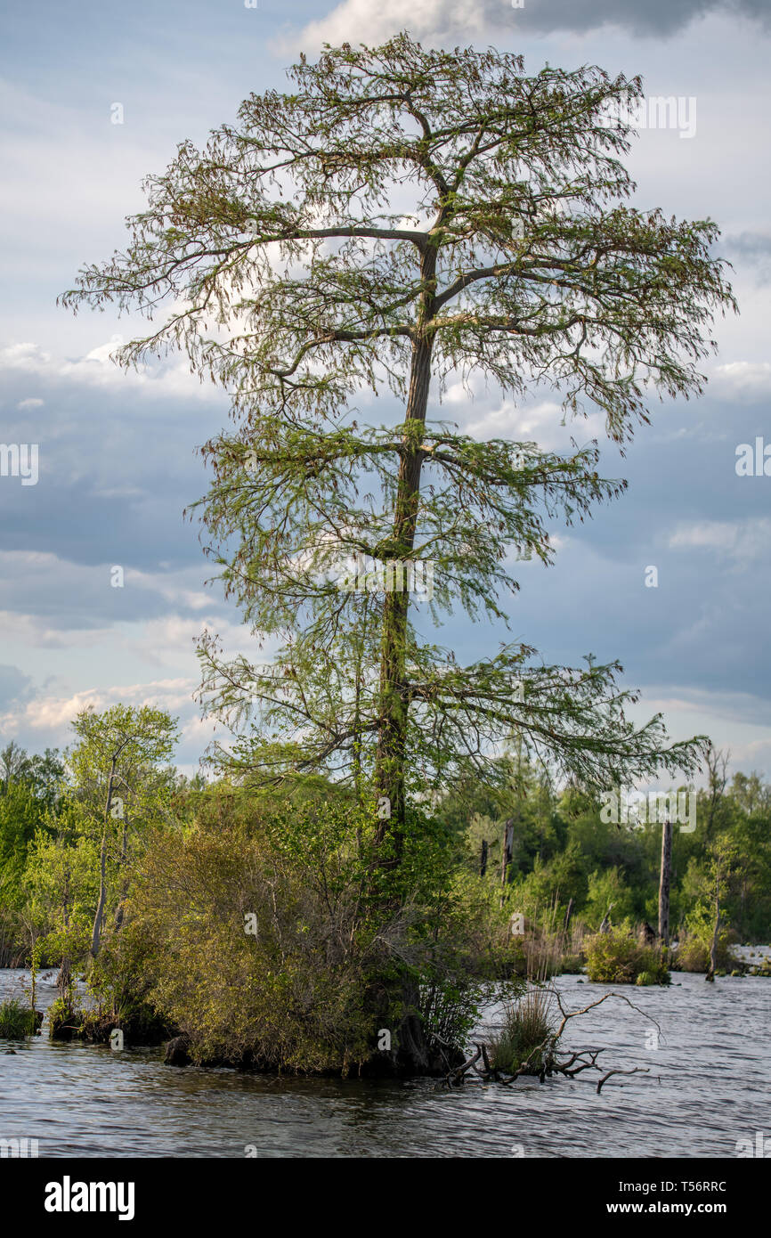Un cipresso calvo albero nel lago di Drummond in la Grande Palude di Dismal Wildlife Refuge, Virginia Foto Stock