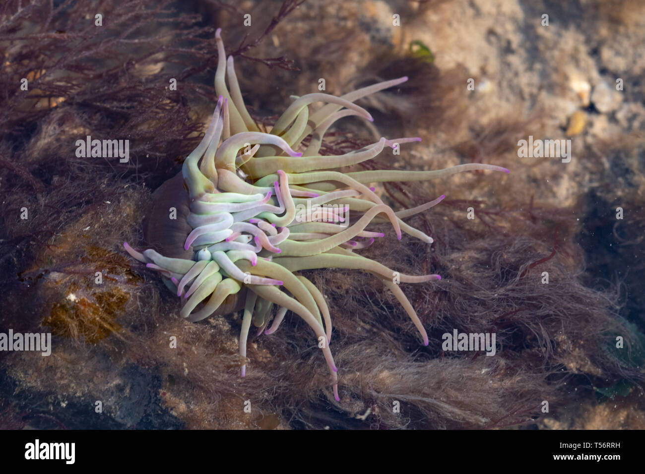 Snakelocks anemone (Anemonia viridis) in zona intercotidale in riva al mare a testa di collina vicino a Titchfield, UK. Gli animali marini. Foto Stock