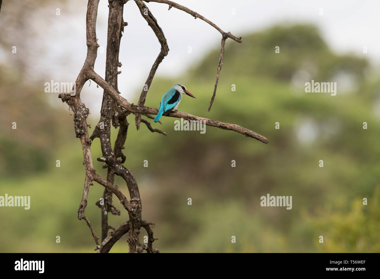 Woodland kingfisher seduto su un ramo Foto Stock