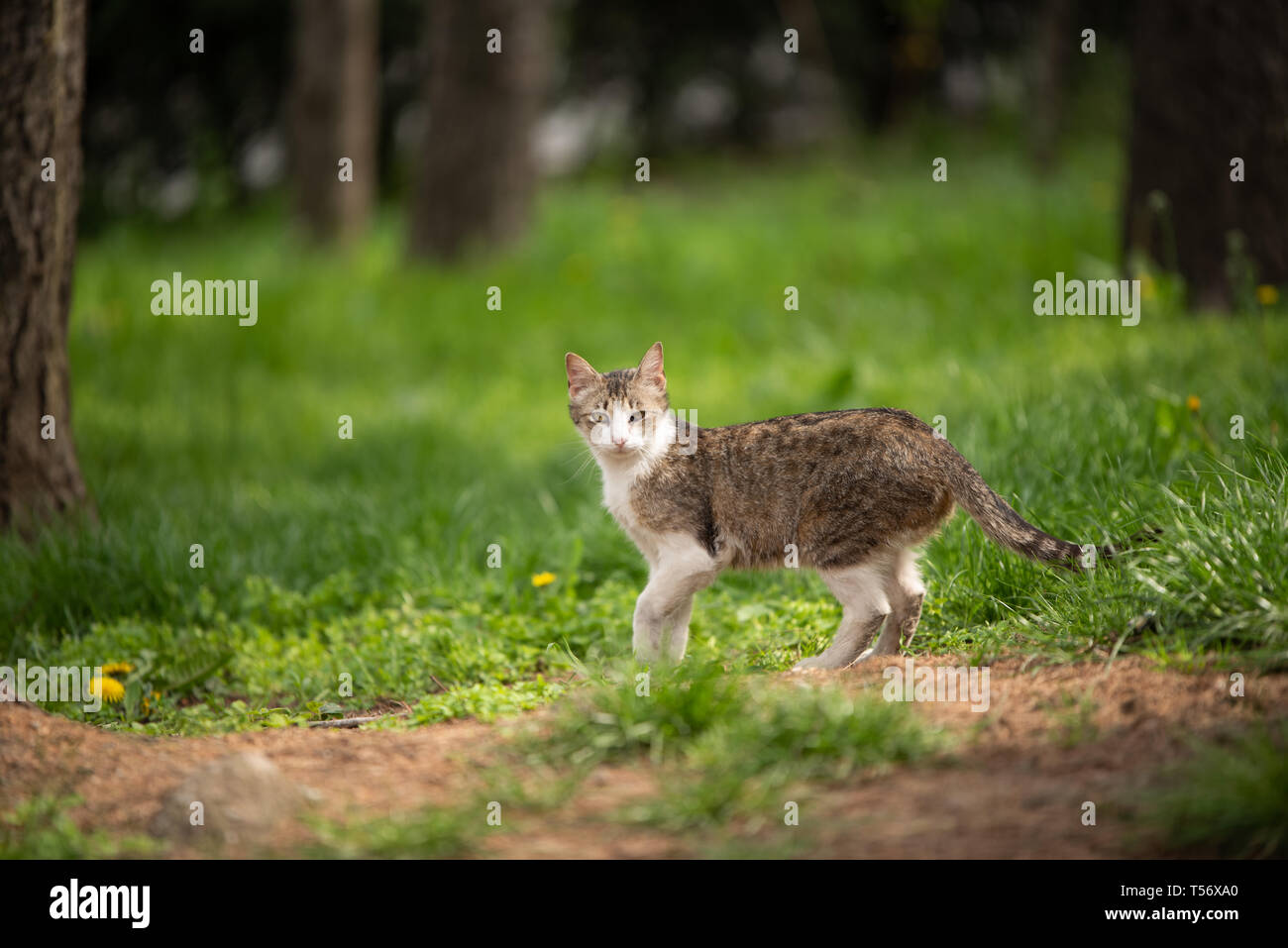 Carino e curioso piccolo gatto spotted al di fuori del parco. Bella mammifero con espressione nazionale. Foto Stock