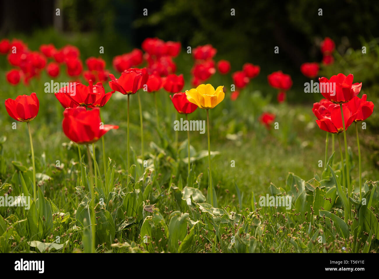 Unico tulipano giallo gesneriana tra tulipani rossi. Bellissimi colori luminosi in alta risoluzione Foto Stock