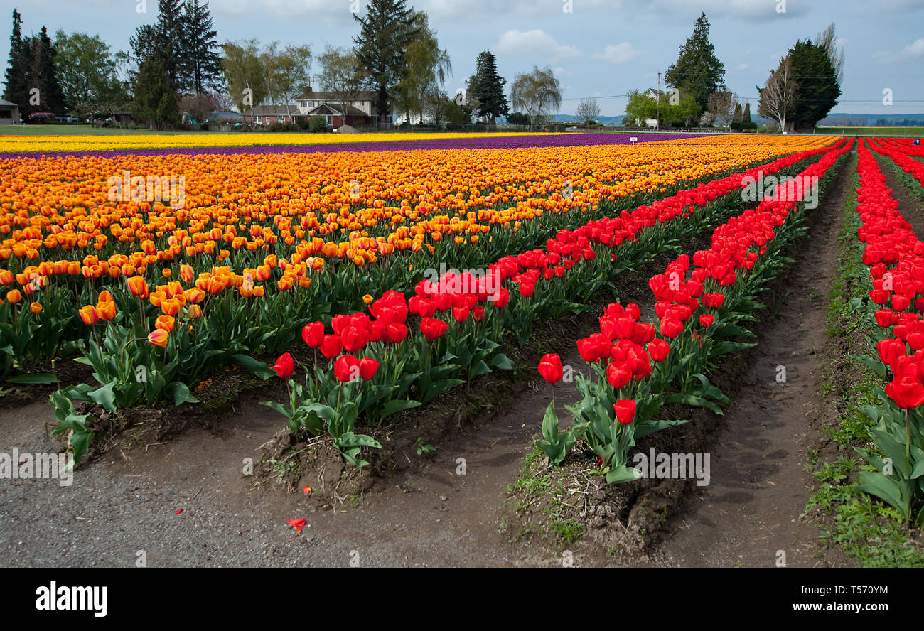 Splendida coloratissimi campi di tulipani in rosso, arancione e viola le righe di colore giallo di primavera tulipani in questo paesaggio fotografico. Foto Stock