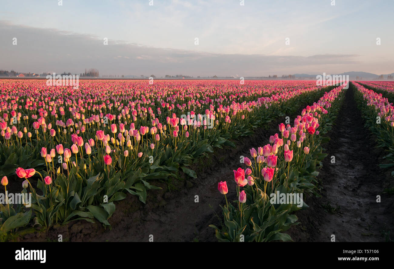 Pink tulip paesaggio di campo all'alba in questa bellissima natura dell'immagine. Nebbia di mattina è in crescita in aree dello sfondo con le montagne sullo sfondo. Foto Stock