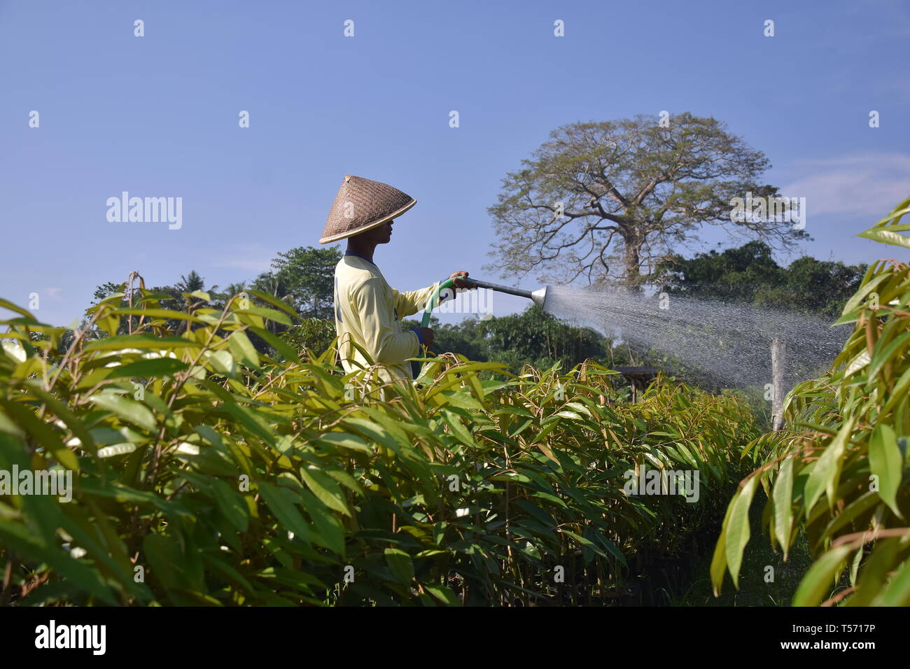 Gli agricoltori sono annacquare le piante Foto Stock