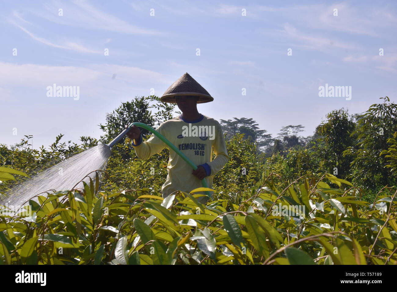 Gli agricoltori sono annacquare le piante Foto Stock