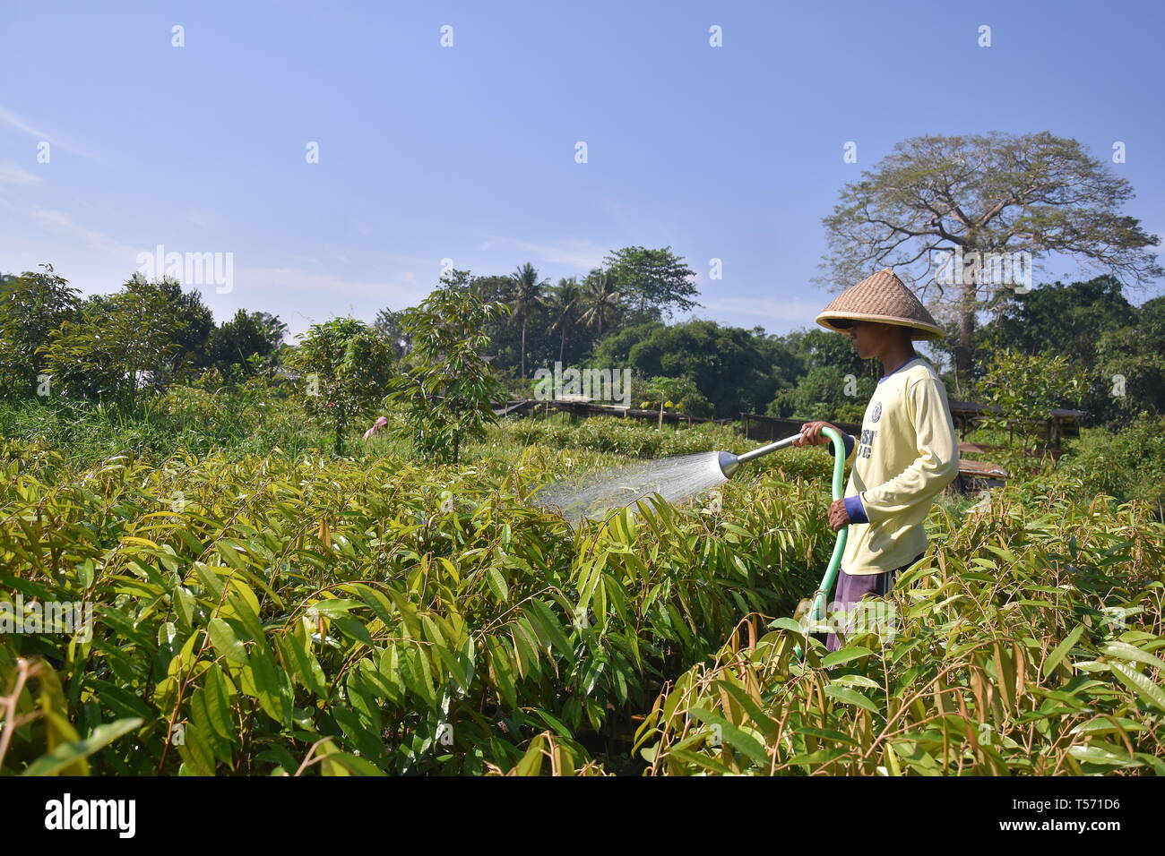 Gli agricoltori sono annacquare le piante Foto Stock