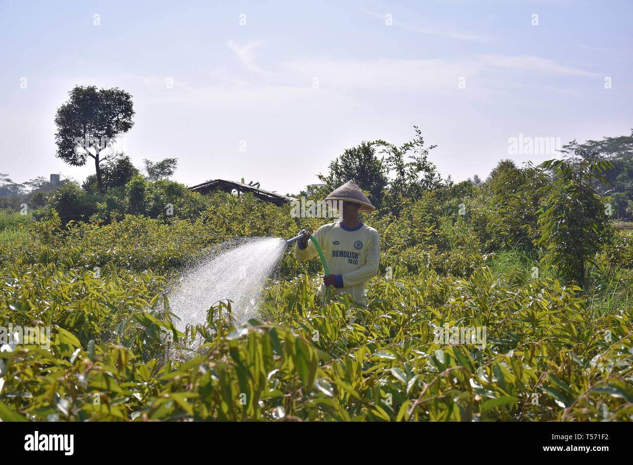 Gli agricoltori sono annacquare le piante Foto Stock