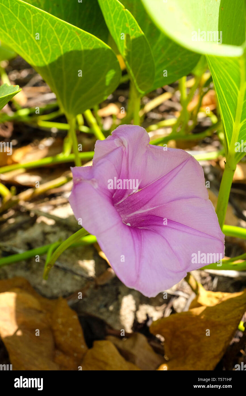 Ipomoea pes-caprae, noto anche come bayhops, gloria di mattina spiaggia o capra a piedi sulla spiaggia di Darwin, Territorio del Nord, l'Australia. Foto Stock