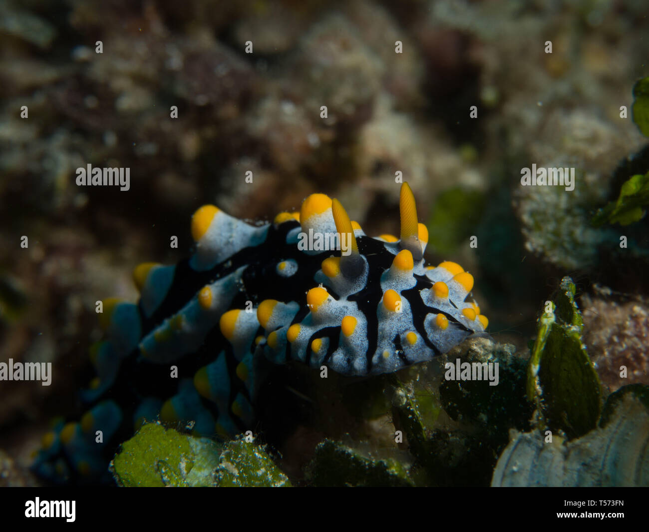 Nudibranchi Foto Stock