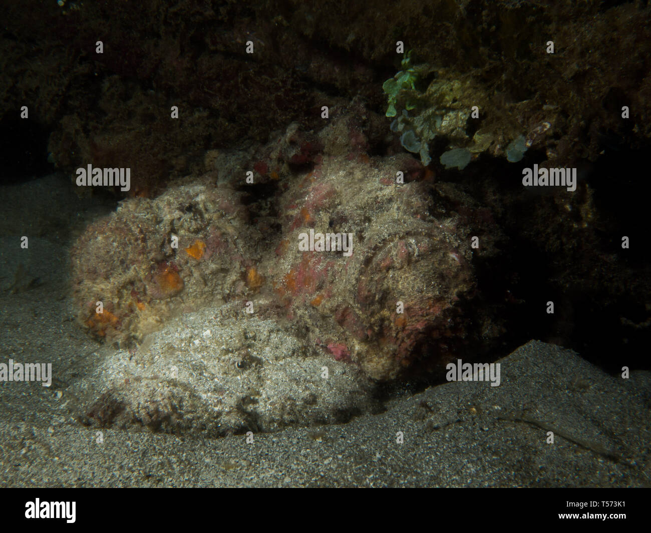 Tre pesci pietra su un muck dive in Lombok, Indonesia Foto Stock