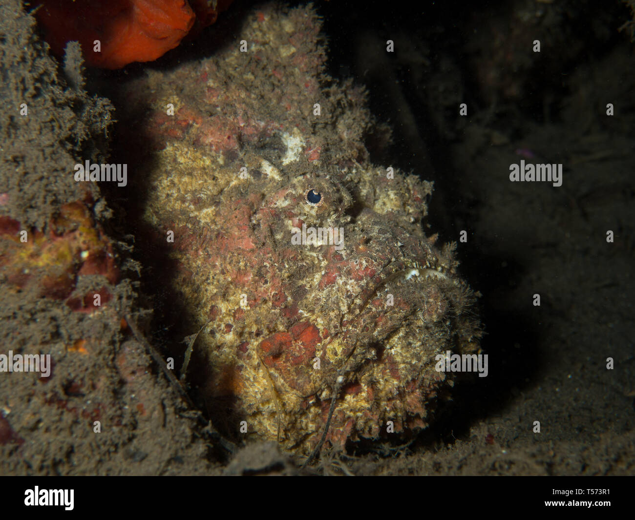 Pesci pietra su un muck dive in Lombok, Indonesia Foto Stock