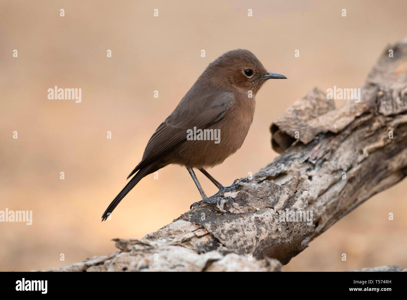 Roccia marrone o in chat chat indiano, Oenanthe fusca, Tal Chhapar Santuario, Rajasthan, India. Foto Stock