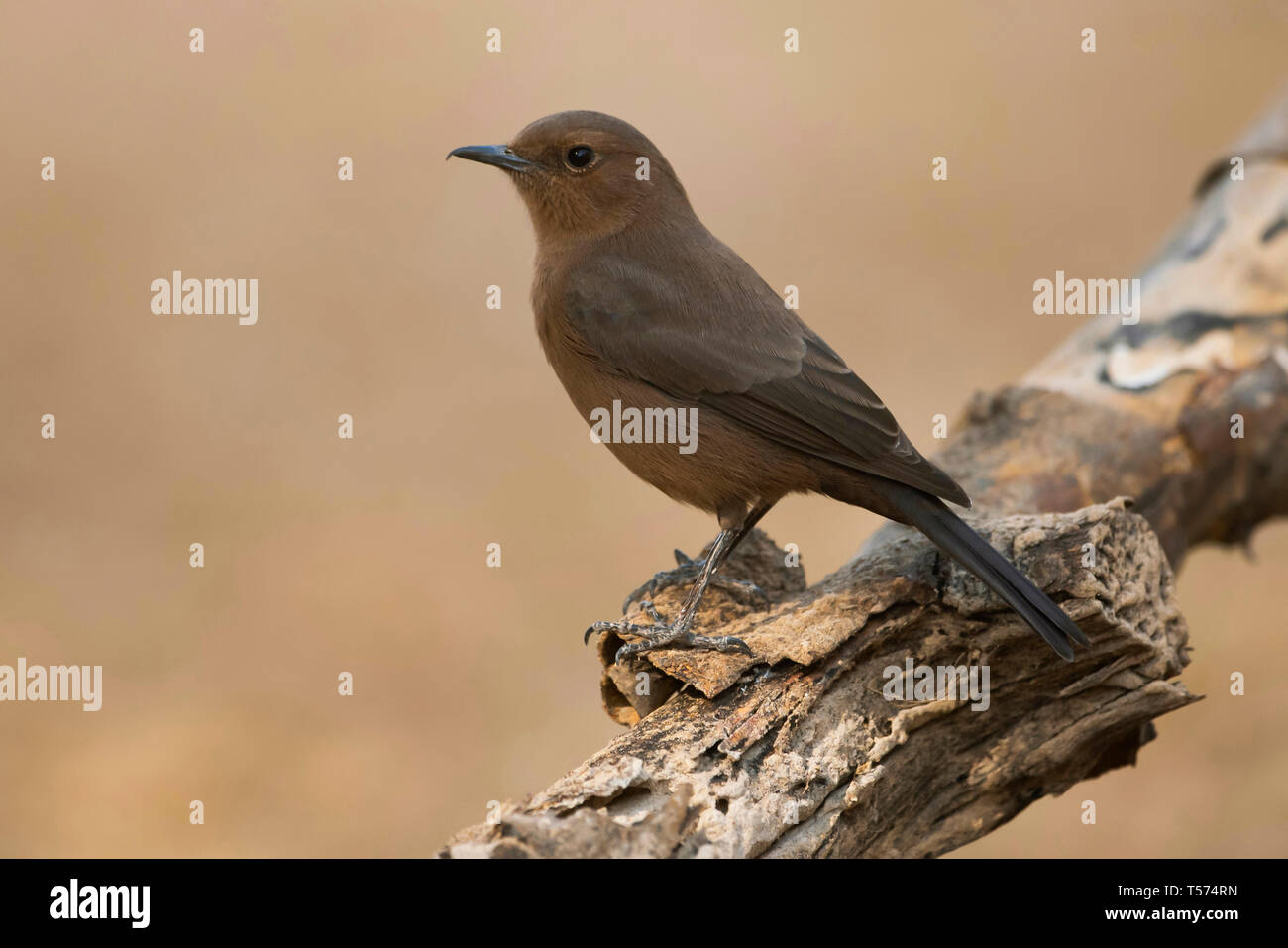 Roccia marrone o in chat chat indiano, Oenanthe fusca, Tal Chhapar Santuario, Rajasthan, India. Foto Stock
