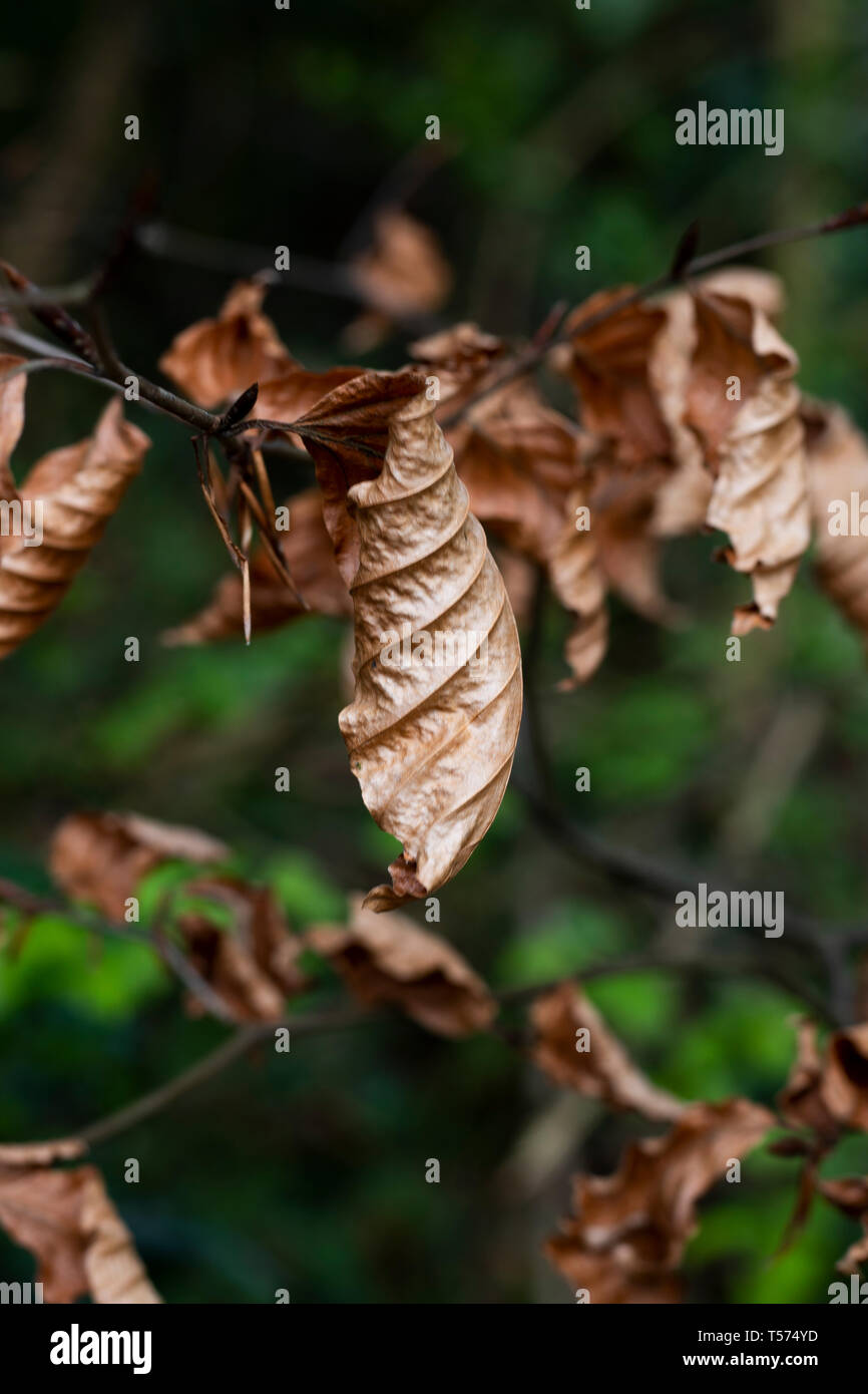 Rosolare le foglie di autunno su albero nella foresta con profondità di campo Foto Stock