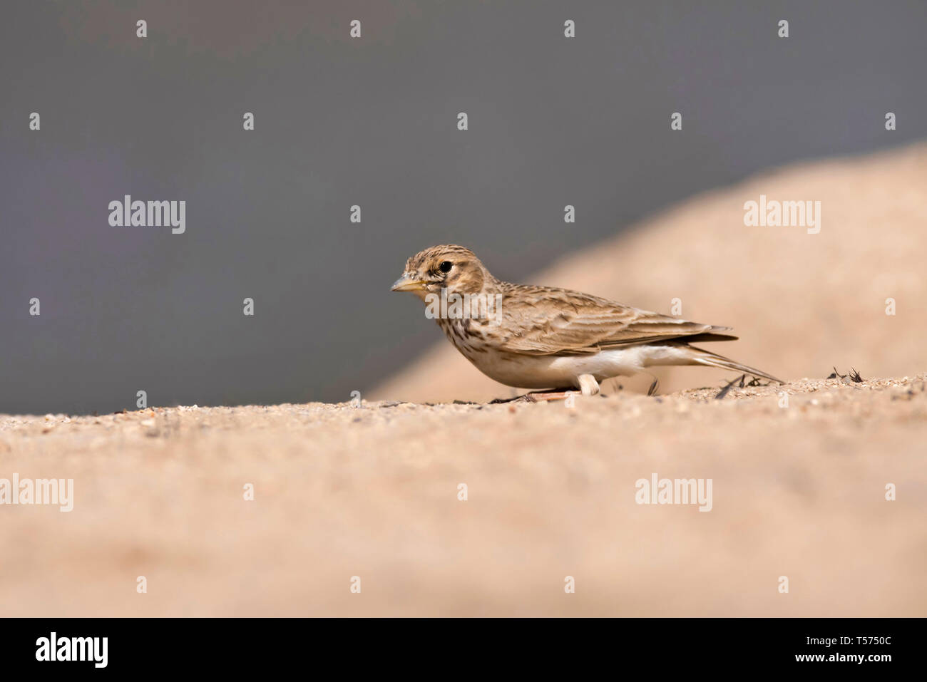 Sabbia allodola, Alaudala raytal, Khijadiya Bird Sanctuary, Jamnagar, Gujarat, India. Foto Stock