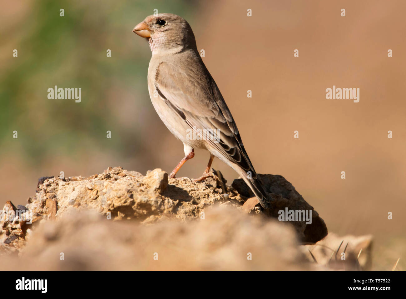 Trumpeter finch, Bucanetes githagineus, maggiore Rann di Kutch, Gujarat, India. Foto Stock
