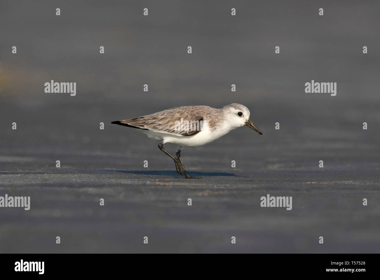 Sanderling, Calidris alba, Jamnagar, Gujarat, India. Foto Stock