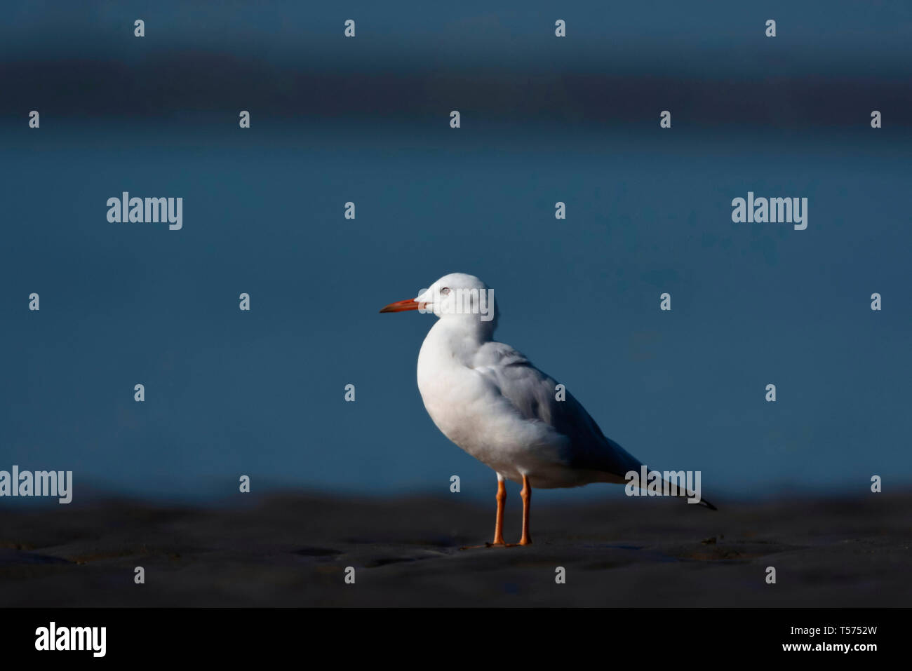 Snello fatturati gabbiano, Chroicocephalus genei, Jamnagar, Gujarat, India. Foto Stock