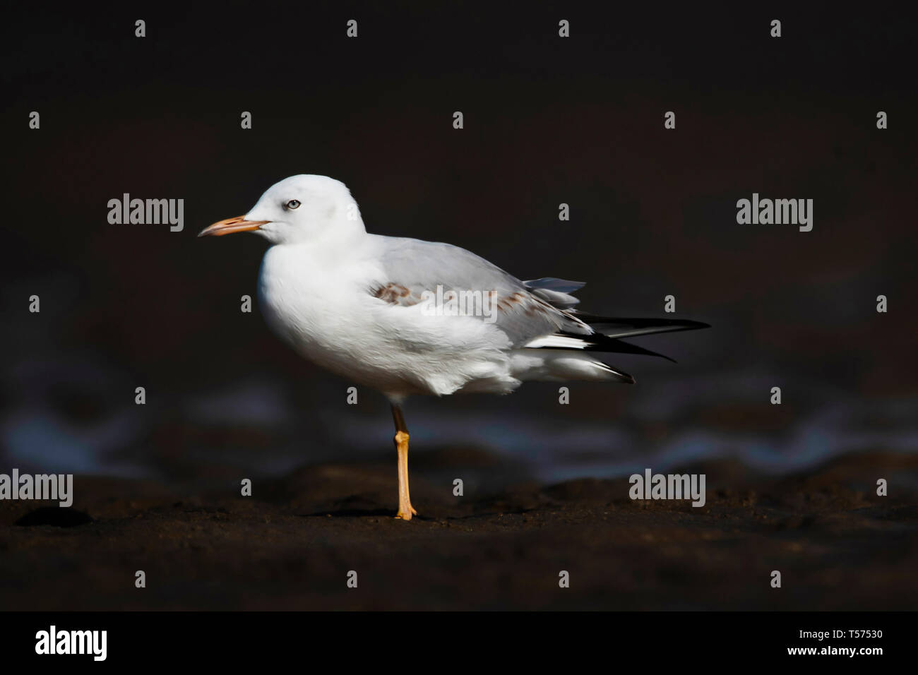 Snello fatturati gabbiano, Chroicocephalus genei, Jamnagar, Gujarat, India. Foto Stock