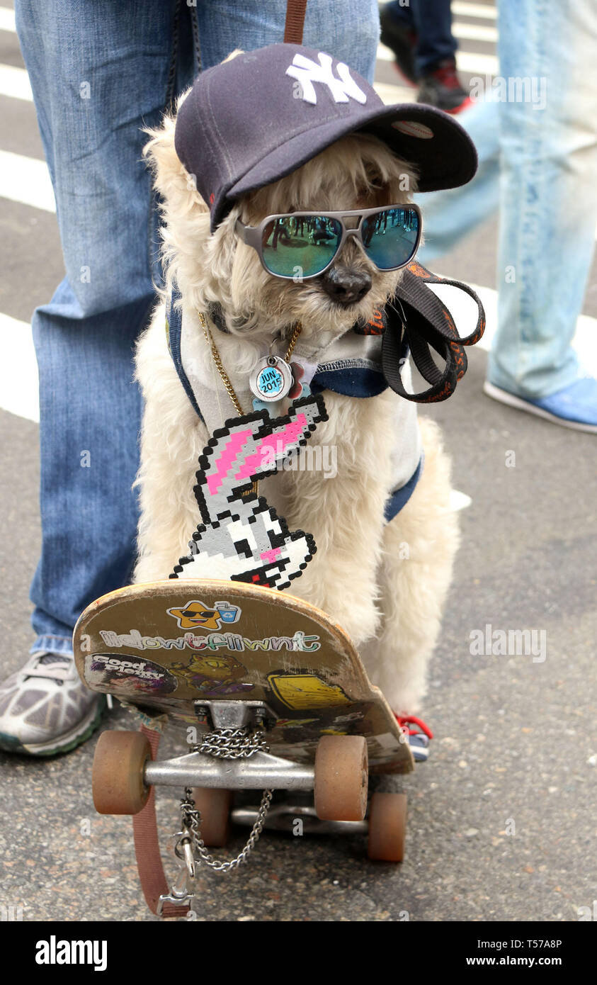 La città di New York, New York, Stati Uniti d'America. Xxi Aprile, 2019. Un cane indossa un NY Yankee hat mentre su uno skateboard durante la parata di Pasqua sulla Fifth Avenue. La parata inizialmente avviato nel 1870. Credito: Nancy Kaszerman/ZUMA filo/Alamy Live News Foto Stock