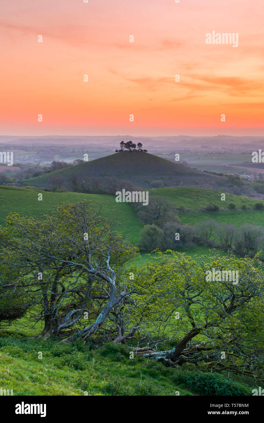 Bridport, Dorset, Regno Unito. Il 22 aprile 2019. Regno Unito Meteo. Il cielo diventa arancione brillante all'alba sopra Colmers collina vicino a Bridport nel Dorset il lunedì di Pasqua. Credito Foto: Graham Hunt/Alamy Live News Foto Stock