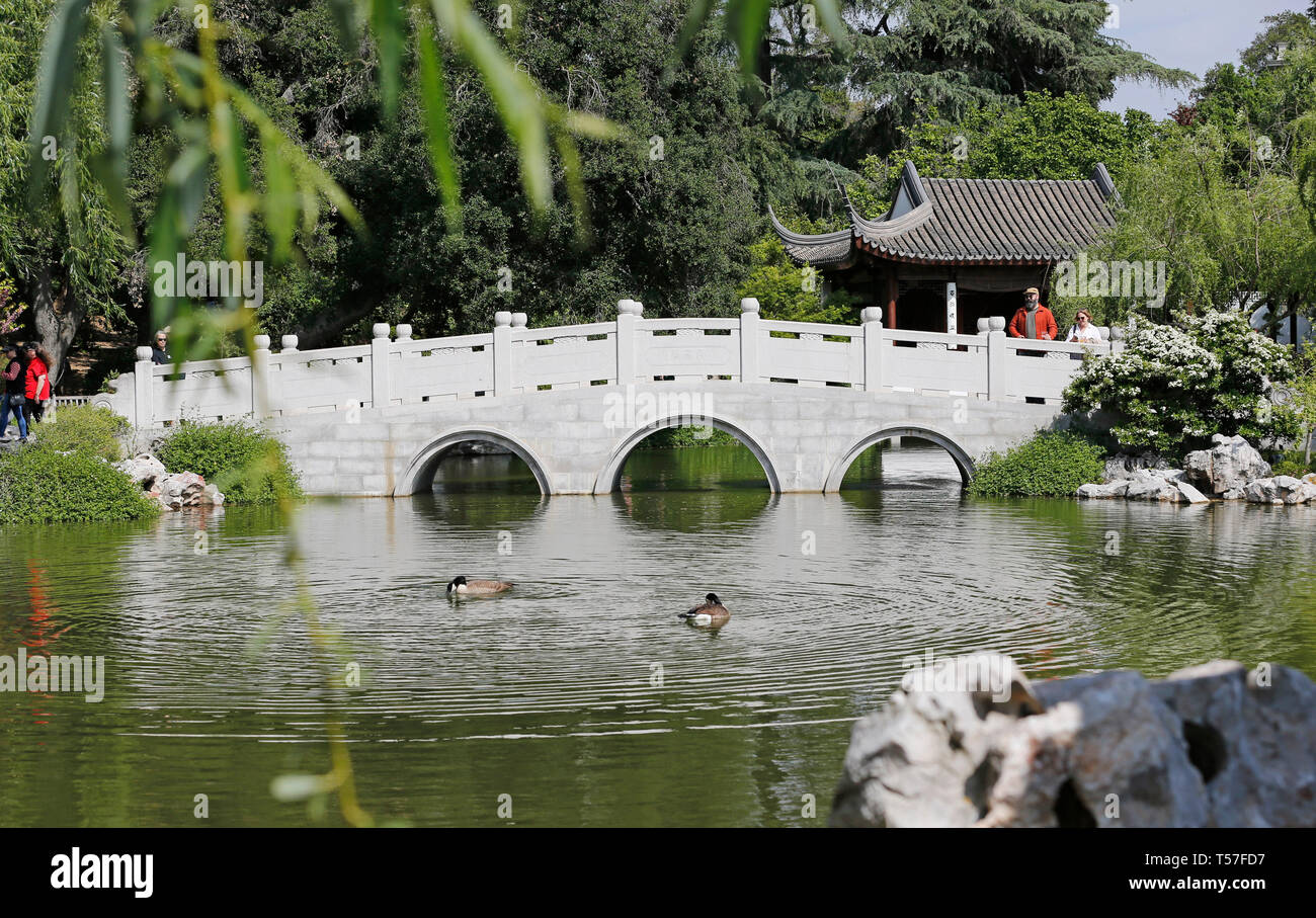 Los Angeles, Stati Uniti d'America. Xxi Aprile, 2019. La gente visita il giardino cinese Liu Fang Yuan in la Biblioteca di Huntington, collezioni d'arte e i Giardini Botanici di Los Angeles, Stati Uniti, 21 aprile 2019. Ispirato da giardini cinesi di Suzhou, un Cinese città rinomata per i suoi antichi giardini, Liu Fang Yuan, o il giardino di un flusso di fragranza, è uno dei più grandi di stile Cinese giardini all'estero. La parola "liu fang' o 'fluente fragranza', si riferisce al profumo di fiori e alberi, compreso il pino, lotus, prugna e altre piante che si trovano qui. Credito: Li Ying/Xinhua/Alamy Live News Foto Stock