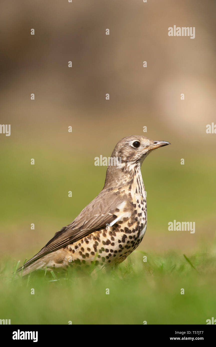 Avviso Tordo Mistle, Turdus viscivorus, su erba, Queen's Park, London, Regno Unito Foto Stock