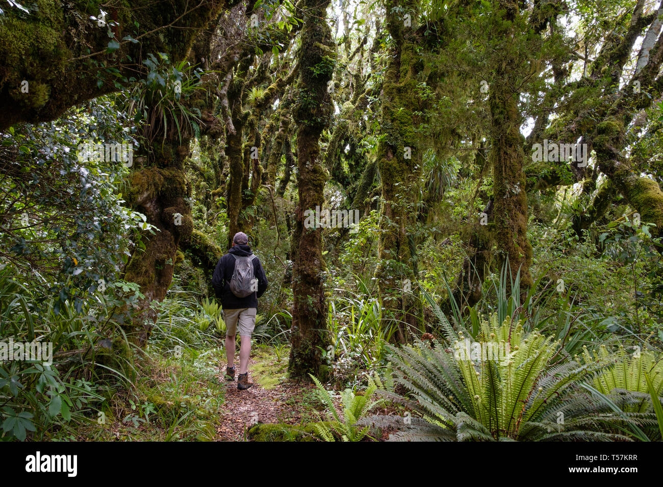 Foreste vergini a piedi sotto il Monte taranaki con epifite , Egmont National Park, vicino a Stratford, costa ovest dell'Isola del nord, Nuova Zelanda Foto Stock