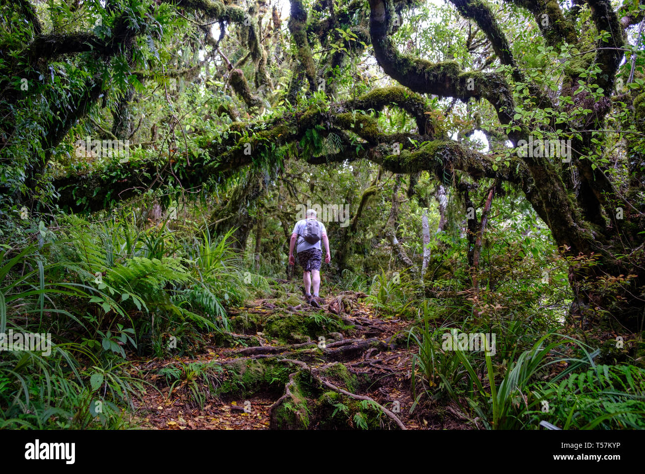 Foreste vergini a piedi sotto il Monte taranaki con epifite , Egmont National Park, vicino a Stratford, costa ovest dell'Isola del nord, Nuova Zelanda Foto Stock