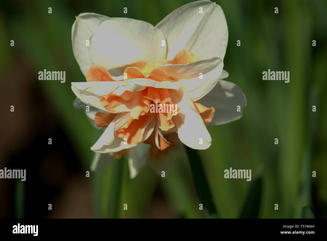 Doppio fiore di narciso Foto Stock