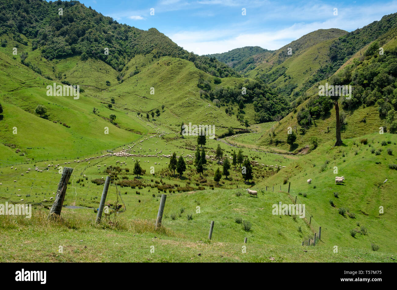 Pecore in campagna di laminazione su farm , Matawai , Gisborne Regione, Isola del nord, Nuova Zelanda Foto Stock