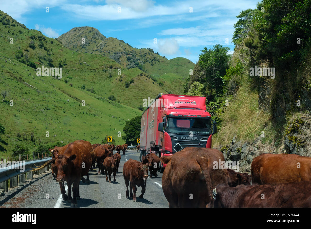 Autostrada 2 con il bestiame e traffico, Matawai , Gisborne Regione, Isola del nord, Nuova Zelanda Foto Stock