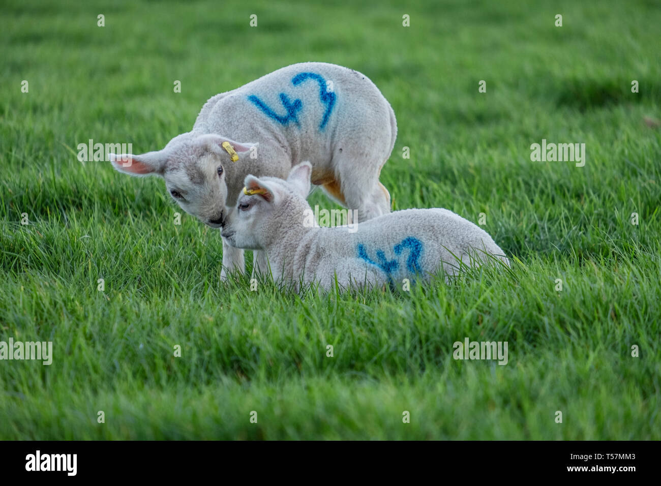 Carino Agnelli in un campo Foto Stock