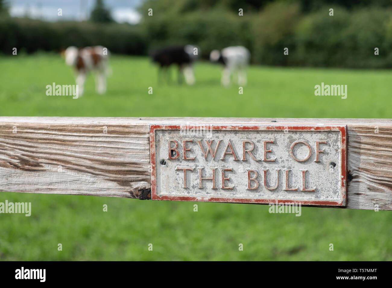 Fate attenzione al segno di Bull sul cancello con vacche/tori sfumata in un campo dietro Foto Stock