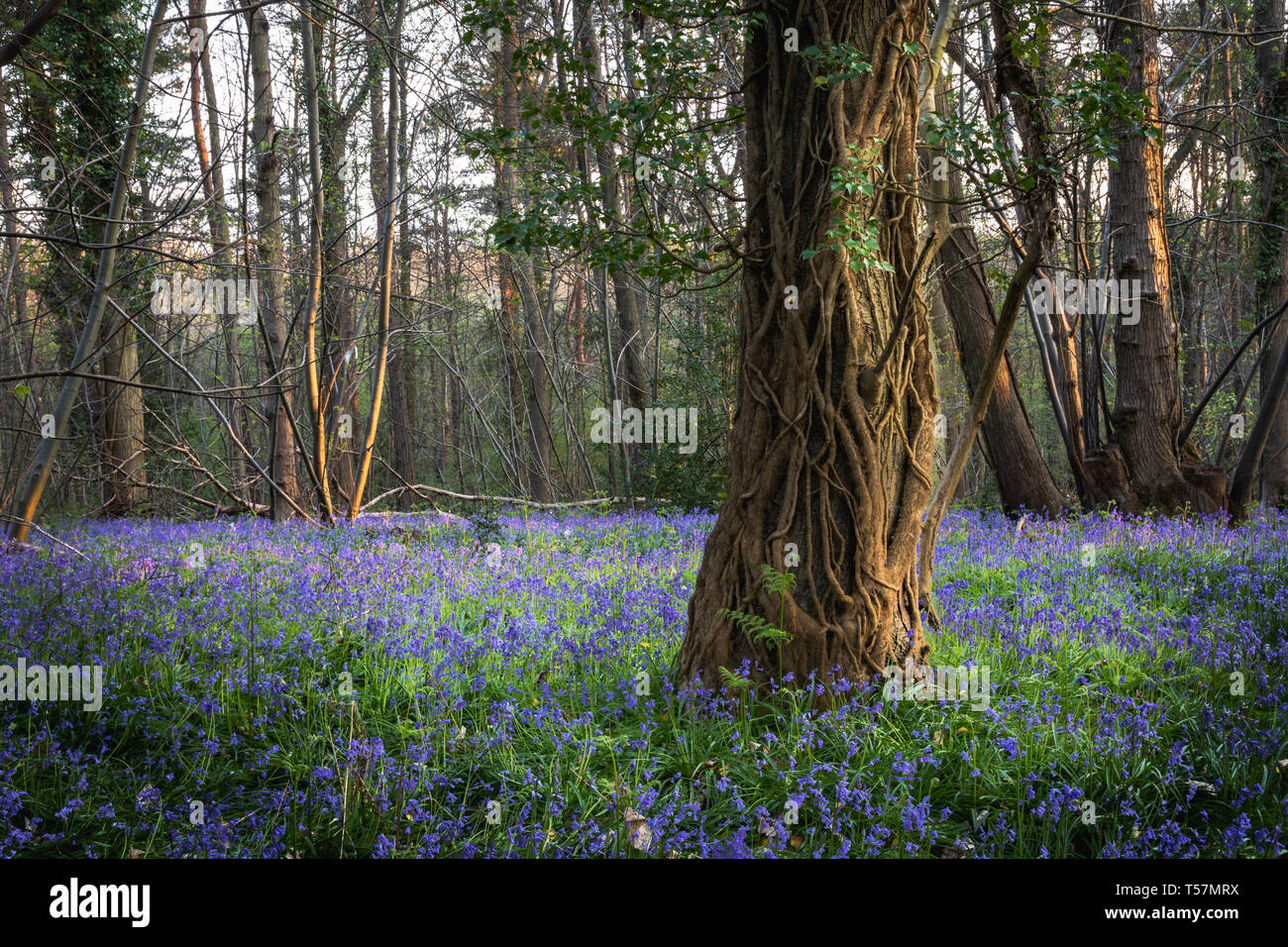 Blue Bells sul suolo della foresta con bassa luce che colpisce gli alberi Foto Stock