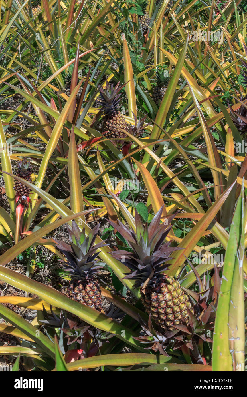 Campo di ananas in Perù Foto Stock