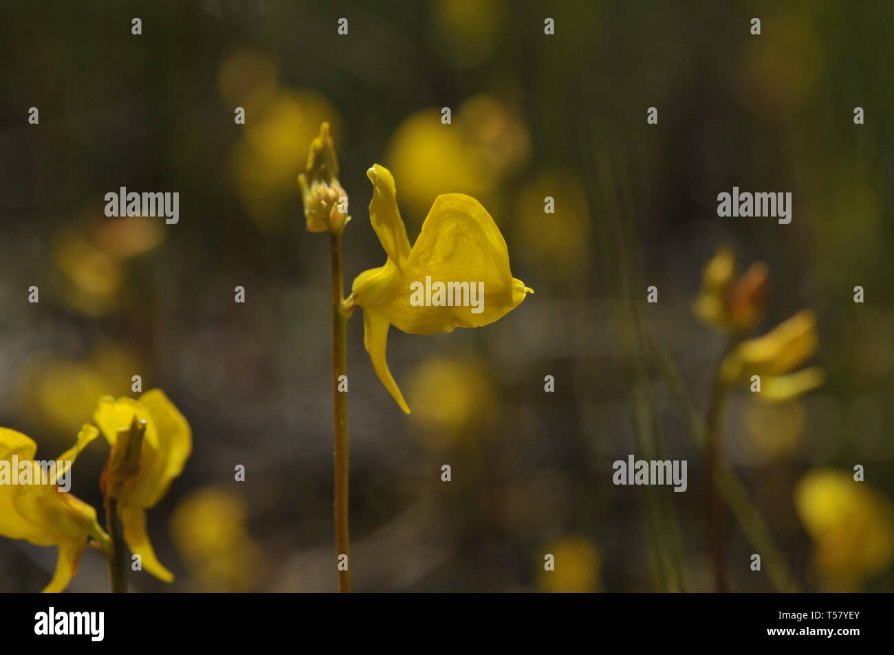 Utricularia cornuta, bladderwort Foto Stock