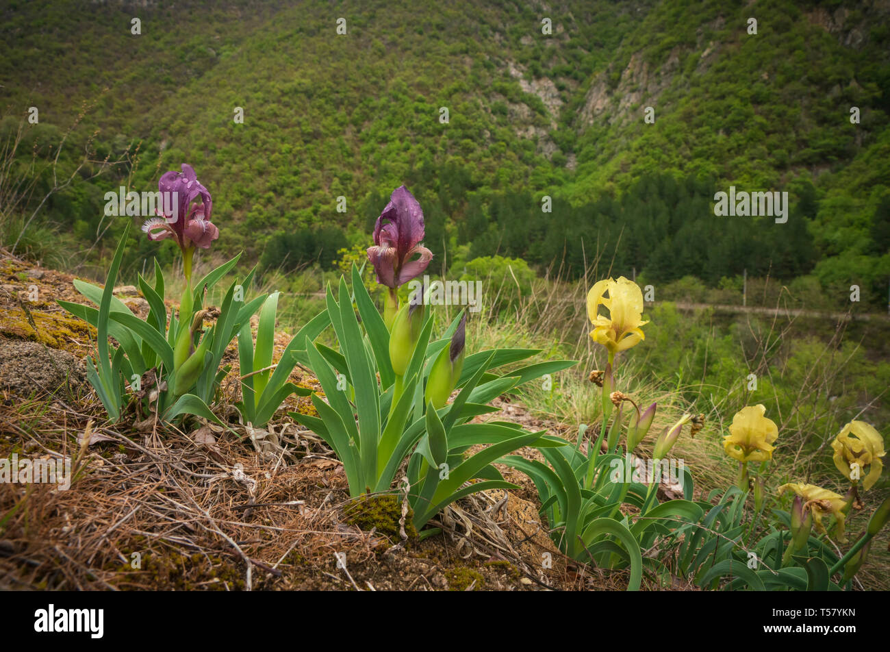 Iris selvatici, Bulgaria, crescente nella parte superiore della gola di Kresna, la primavera Foto Stock