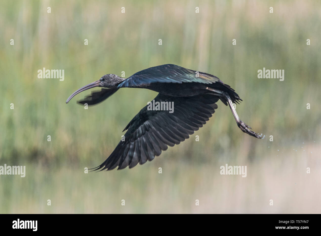 Marazion, Cornwall, Regno Unito. Xx Aprile 2019. Un ibis lucido è in visita a Marazion in Cornovaglia al momento. Gli uccelli si trovano di solito nelle parti più calde Foto Stock