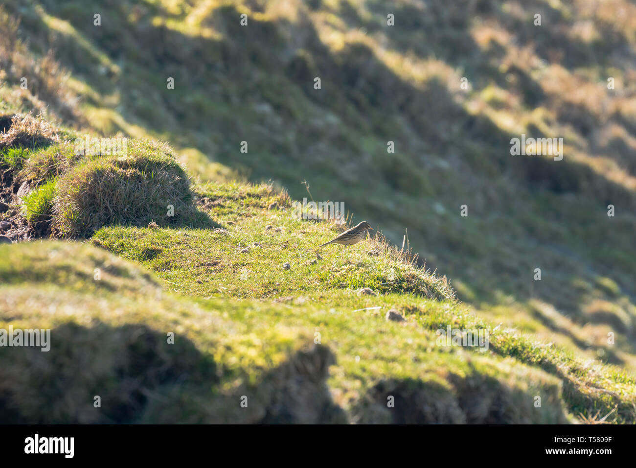 Allodola Alauda (arvense) cerca fuori insetti dal terreno, Hay on Wye Powys Wales UK. Marzo 2019. Foto Stock