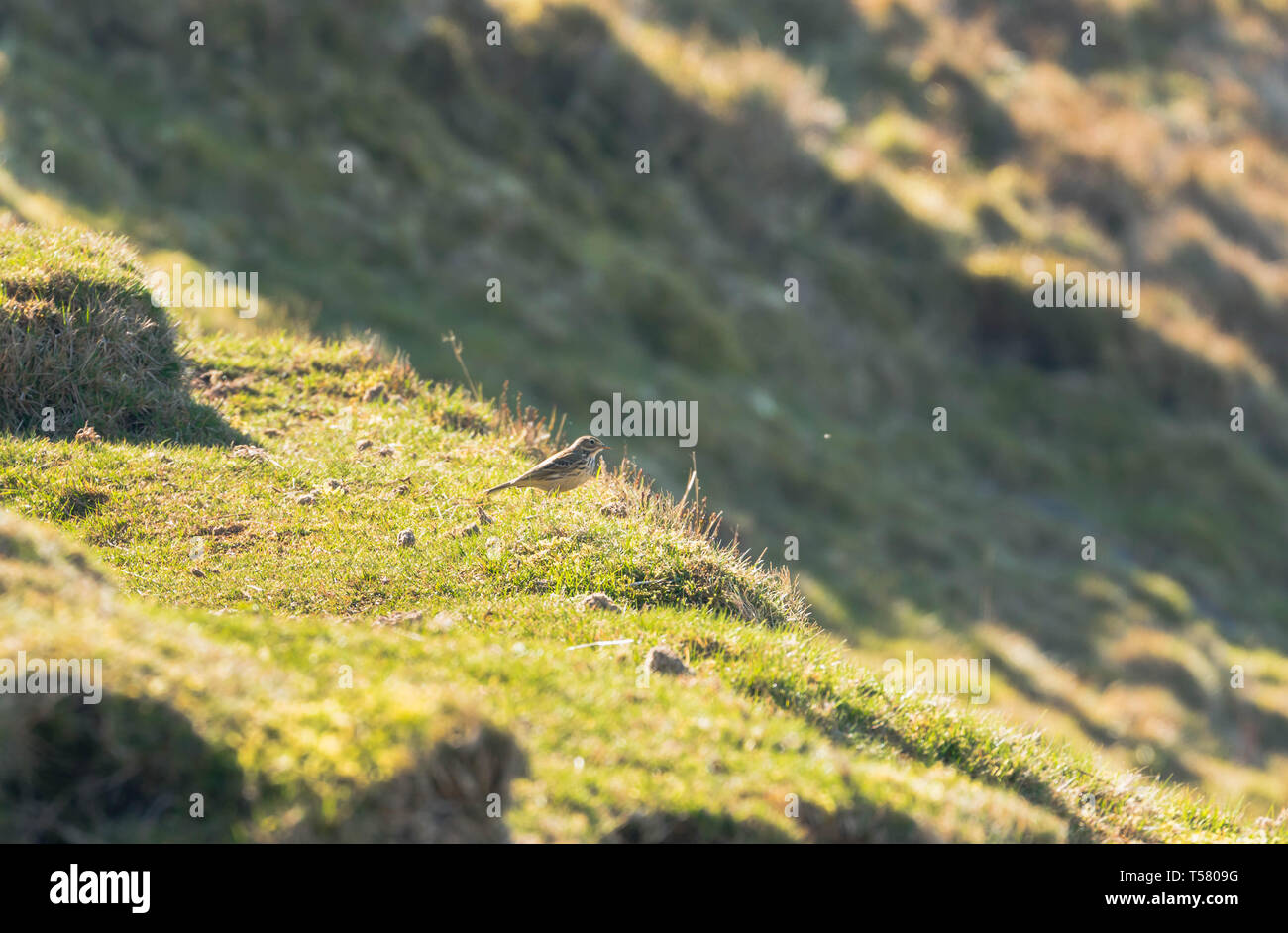 Allodola Alauda (arvense) cerca fuori insetti dal terreno, Hay on Wye Powys Wales UK. Marzo 2019. Foto Stock