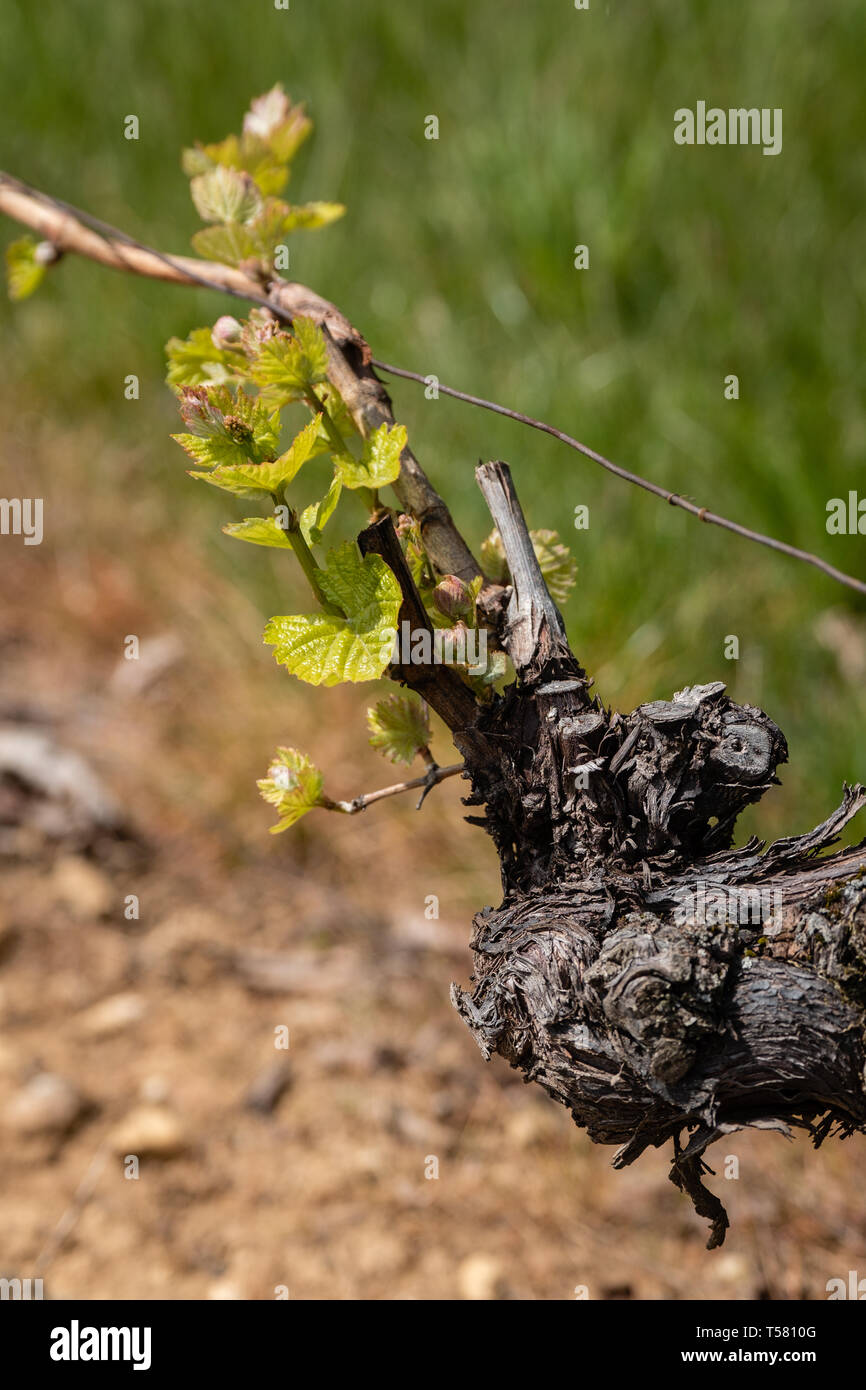 Le gemme e le foglie prima sui vigneti di Beaujolais in primavera Foto Stock