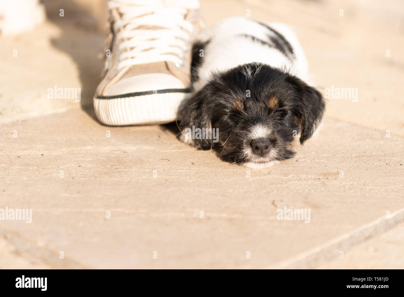 Cucciolo di cane appena nato immagini e fotografie stock ad alta